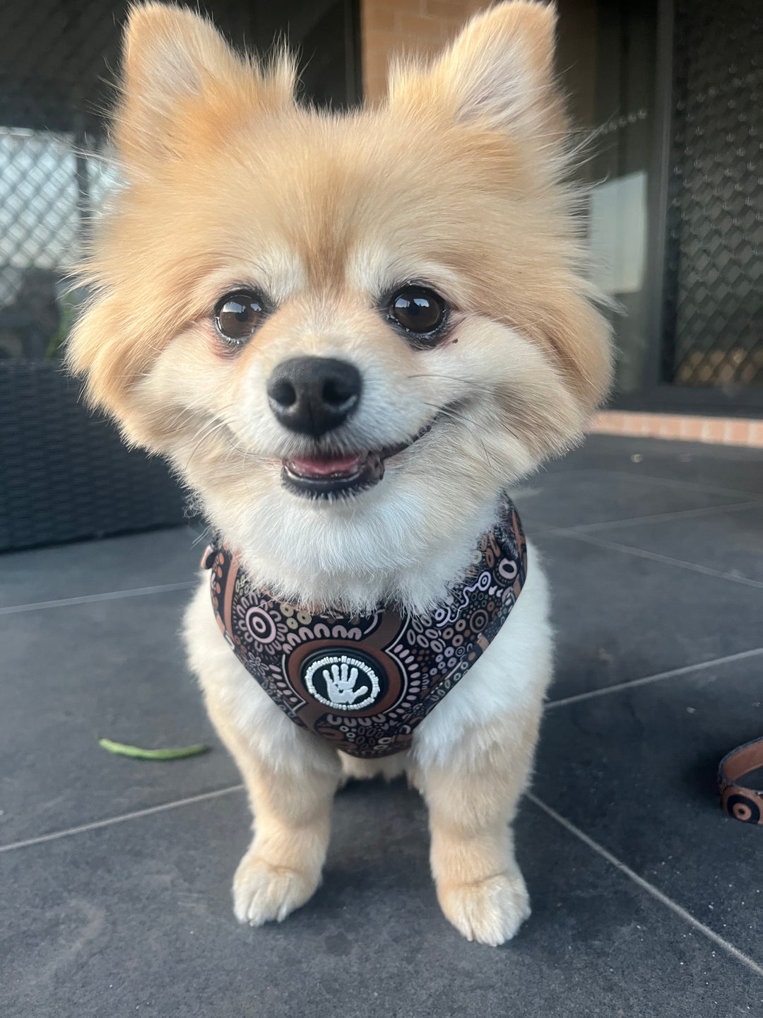 Wiradjuri Walkabout Harness + Lead